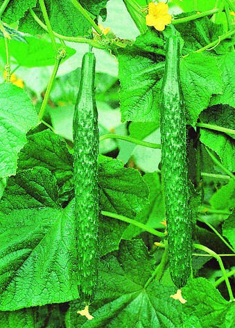 Oriental Cucumber seed Cucumis sativus